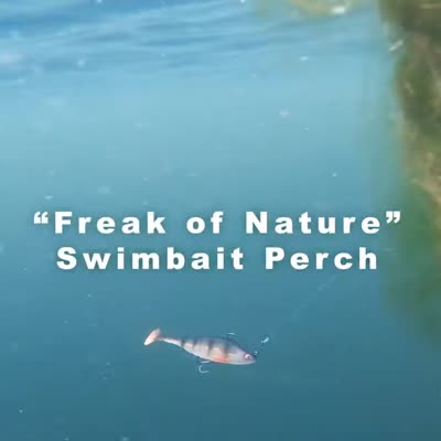 Quantum Freak of Nature 60g 15cm SwimBait Perch firetiger 1 piece