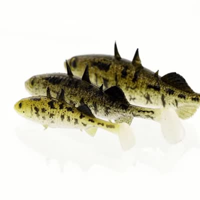 Westin Stanley the Stickleback Shadtail 7,5cm 4g Lively Roach 6pcs